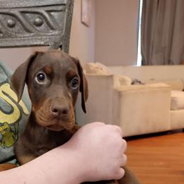 Lime collar Red boy - Red and rust male Doberman Pinscher puppy in Antioch, Tennessee from Aiba Doberman's
