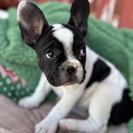 French Bulldog Puppies from Spinner puppies