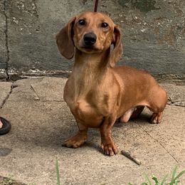 Dachshund puppies from Howard Hounds