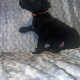 Zydeco - Black brindle male Dutch Shepherd puppy in Saint Amant, Louisiana from Mercy Kennels
