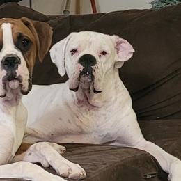 Boxers from Rebel Dogz USA