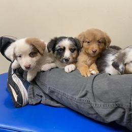 Aussiedoodle and Australian Shepherd Puppies from RoseWest Farms