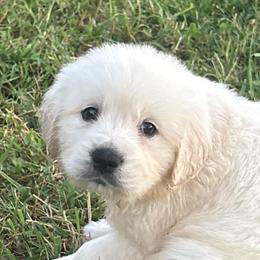 Drifty - Light golden male Golden Retriever puppy in Grant County, Indiana from On The Sunny Side Pavey Farms