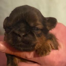 Yellow boy - Red male Shih Tzu puppy in Berkeley Springs, West Virginia from Sandridge Shih Tzus