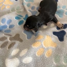 Alisaie - Black and cream female Dachshund puppy in Conroe, Texas from R&M Dachshunds