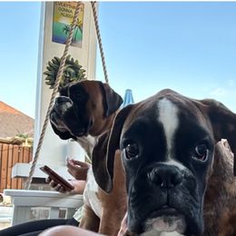 Boxer All Grown Up from McGallion’s Boxers