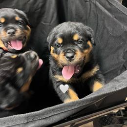 Lightening - Black and mahogany male Rottweiler puppy in Crothersville, Indiana from The Solid Rock Kennel