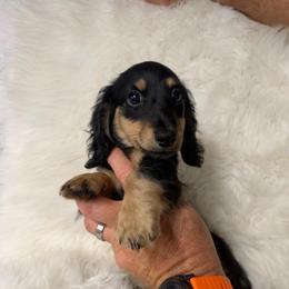 Ollie - Black and cream male Dachshund puppy in Fredericksburg, Indiana from Blue River Mini Dachshunds