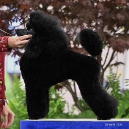 Maverick - Poodle