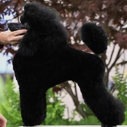Maverick - Poodle