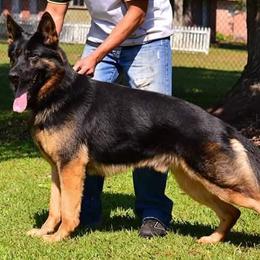 German Shepherds and Rottweilers from El Dorado