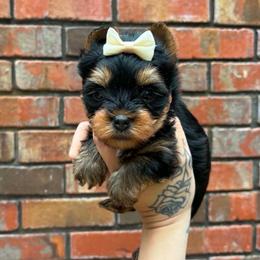 Sally - Black and tan female Yorkshire Terrier puppy in Georgia from Nalley Kennels