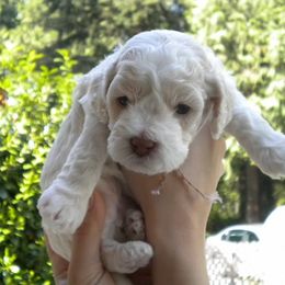 Cockapoo Puppies from Maranatha Cockapoos