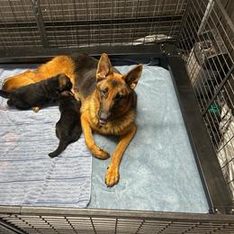 Nana - German Shepherd