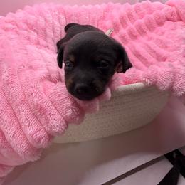Penne - Black and tan female Dachshund puppy in Mountain Home, Arkansas from Furry Friends Kennel