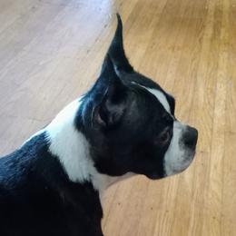 Zoey - Boston Terrier