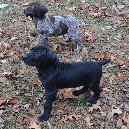 German Shorthaired Pointer puppies from Apple River Working Dogs