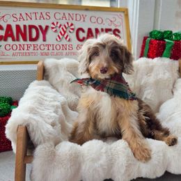 Ciabatta - Brown merle female Aussiedoodle puppy in North Royalton, Ohio from Johnson's Doodles