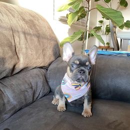 French Bulldog Puppies from House of Imports Frenchies