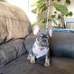 French Bulldog Puppies from House of Imports Frenchies
