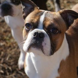 Mabel - Seal and white female Boston Terrier puppy in Scottdale, Pennsylvania from Itty Bitty Boston & Chi Co, Veteran Owned