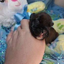 Runt - Brindle male Boxer puppy in Pikeville, Kentucky from Boxers of Whispered Wishes