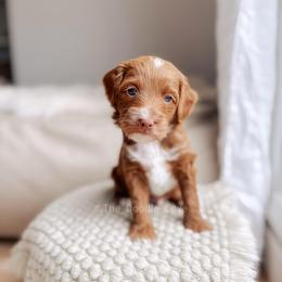 Dock - Red  male Goldendoodle puppy in Syracuse, Indiana from The Doodle Cove