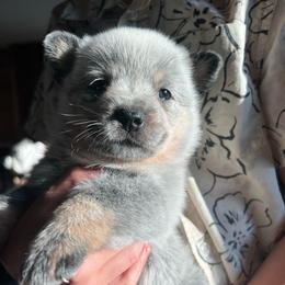 Boy 3 - Blue male Australian Cattle Dog puppy in Irvington, Kentucky from Dry Valley’s Australian Cattle Dogs