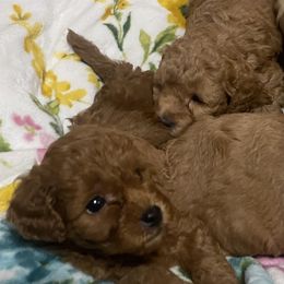 Maltipoo Puppies from Third Coast Maltipoos