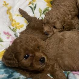 Maltipoo Puppies from Third Coast Maltipoos