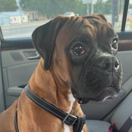 Cassie - Boxer