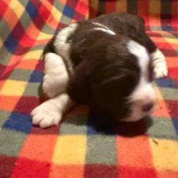 Carl Dean - White and liver male English Springer Spaniel puppy in Memphis, Tennessee from Lynn Bee Avenue