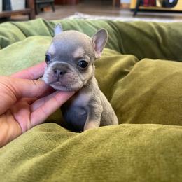 Doc - Blue fawn male French Bulldog puppy in Rathdrum, Idaho from Smart Pomskies and Frenchies