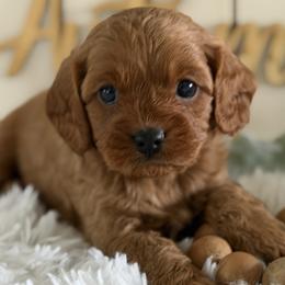 Hudson - Red male Cavapoo puppy in Lagrange, Indiana from Heavn Sent Acres