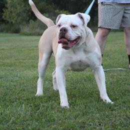 Vada - Alapaha Blue Blood Bulldog