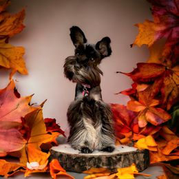 Miniature Schnauzer All Grown Up from Nordwest Schnauzers