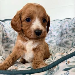 Holden (Blue Collar) - Red male Cavapoo puppy in Preston, Idaho from Rocking JH Pup Co