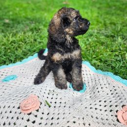 Cedar - Brindle male Poodle puppy in Troy, New Hampshire from SP Standard Poodles