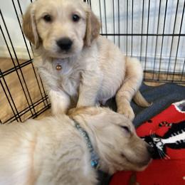 Golden Retriever Puppies from Renko Kennel
