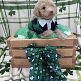Malone - Apricot male Goldendoodle puppy in Rising Sun, Indiana from Ruby Lane Doodles