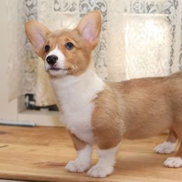 Girl 2 - Sable female Pembroke Welsh Corgi puppy in Karnack, Texas from Sureshot Corgis