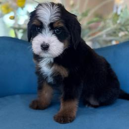 Steffani - Tri-color female Bernedoodle puppy in Yuciapa, California from AlltheDoodlez_