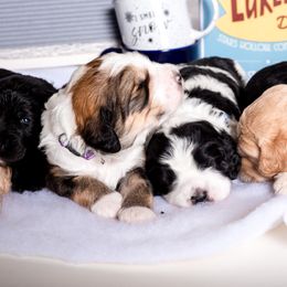 Bernedoodle Puppies from Sugarcreek Haven Bernedoodles