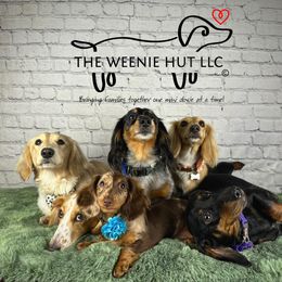 Dachshund Puppies from The Weenie Hut