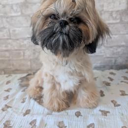 Belle - Shih Tzu