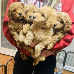 Bernedoodle and Goldendoodle Puppies from Cottrell’s Poodles & Doodles