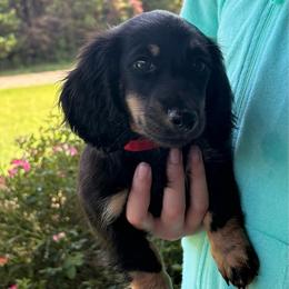Boomer - Black and cream male Dachshund puppy in Norman, Oklahoma from Liberty Acres OK