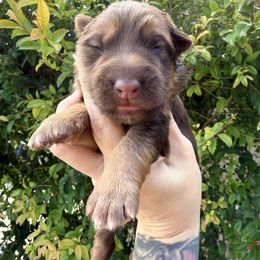 Blue - Liver female German Shepherd puppy in California from Singleton Shepherds