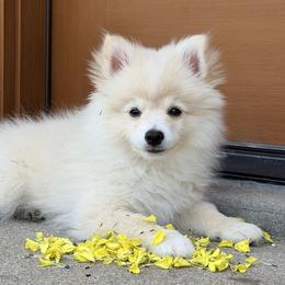 Pomeranian puppies from Lenau