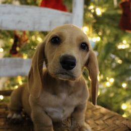 Rex - Dachshund puppy in Alva, Florida from Salty C's Dachshunds